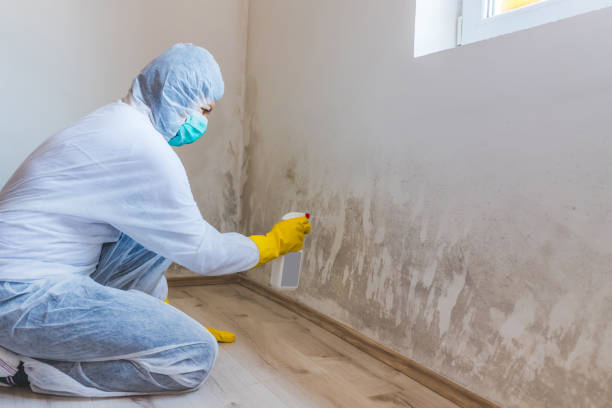 Licensed Mold Remediation service in Florence, OR - Car Mold Remediation